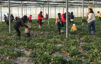 相約采摘草莓，盡享田園樂趣